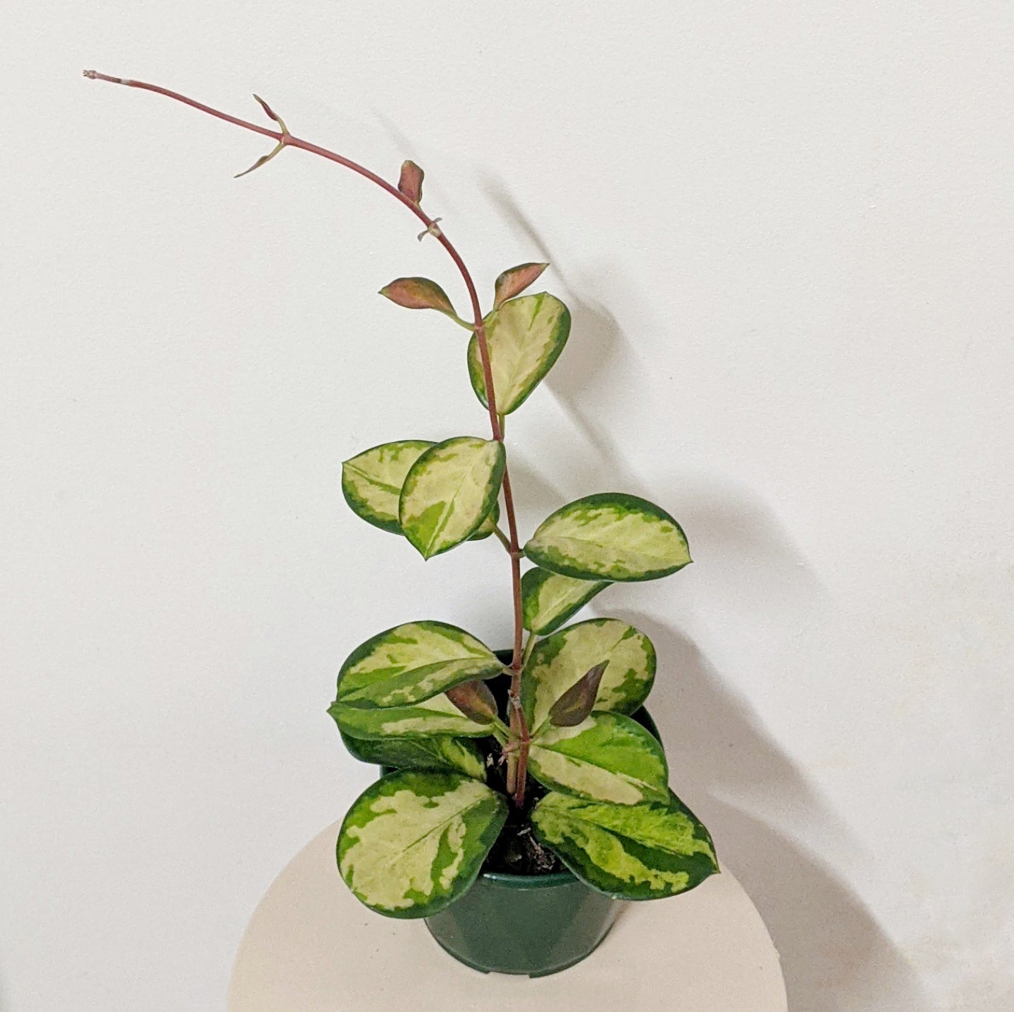 Hoya australis 'Lisa' - 10cm pot